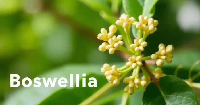 Is Boswellia Serrata Effective for Joint Health?