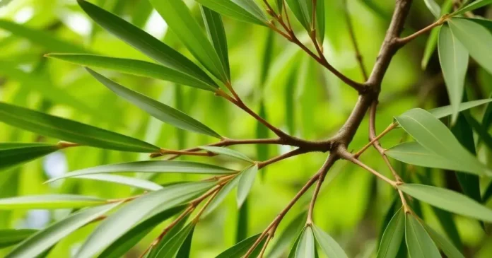 Does White Willow Bark Help with Pain Relief? Does White Willow Bark Help with Pain Relief?